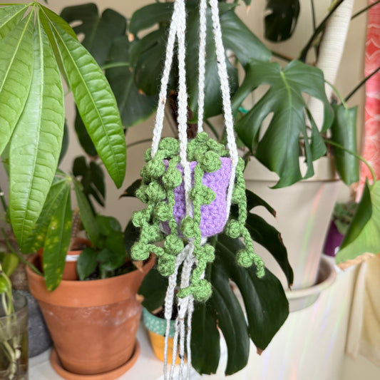 Stash Plant - Purple