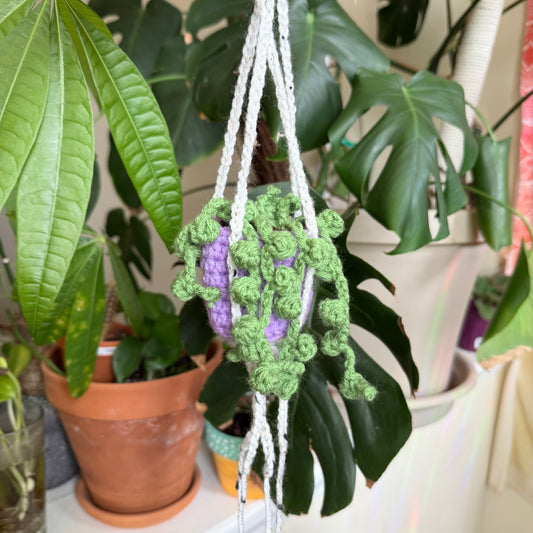 Stash Plant - Purple